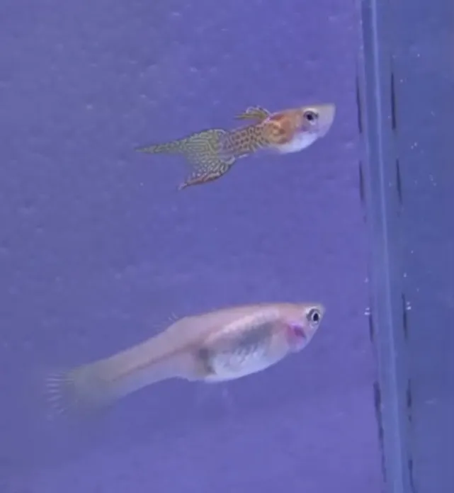 Guppy Yellow lace