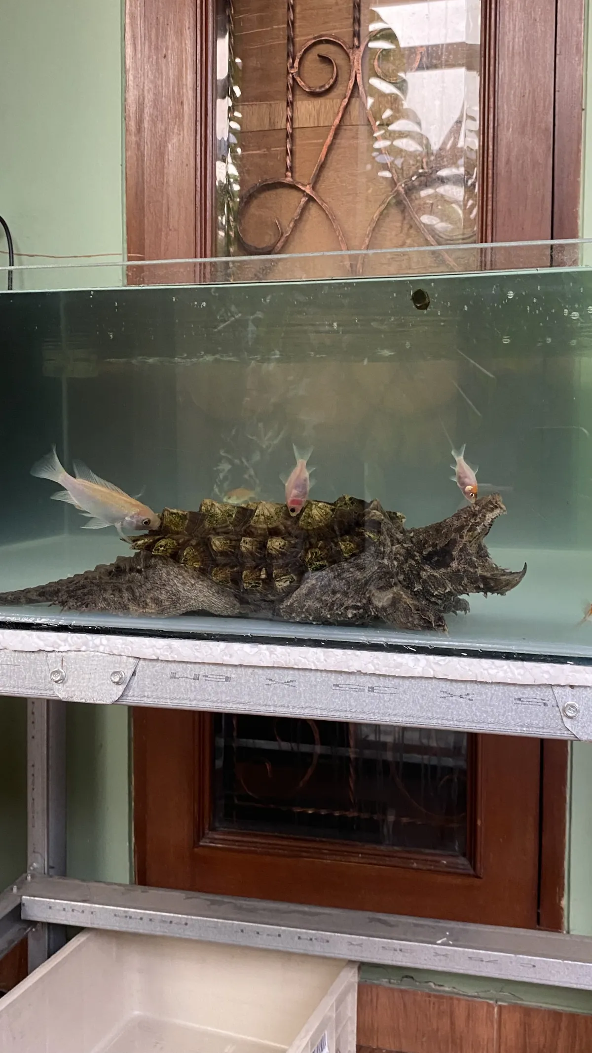 Alligator Snapping Turtle (Masbro)