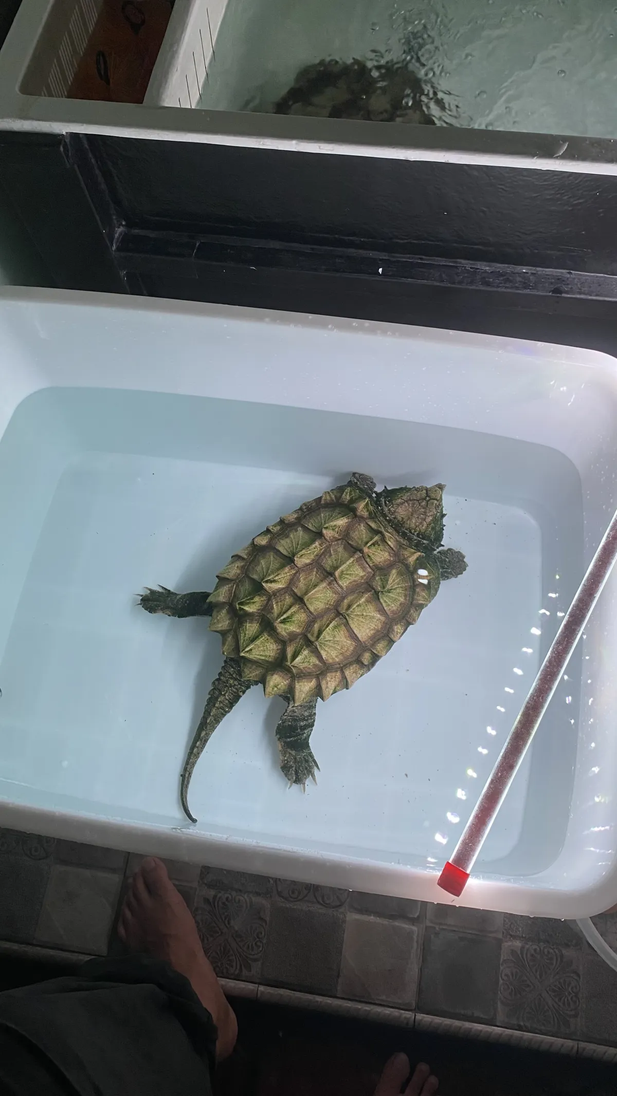 Alligator Snapping Turtle (Sera)