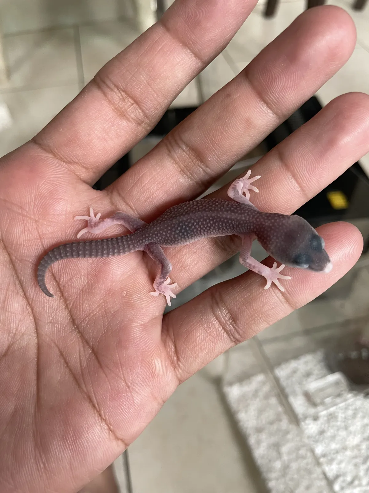 Leopard gecko