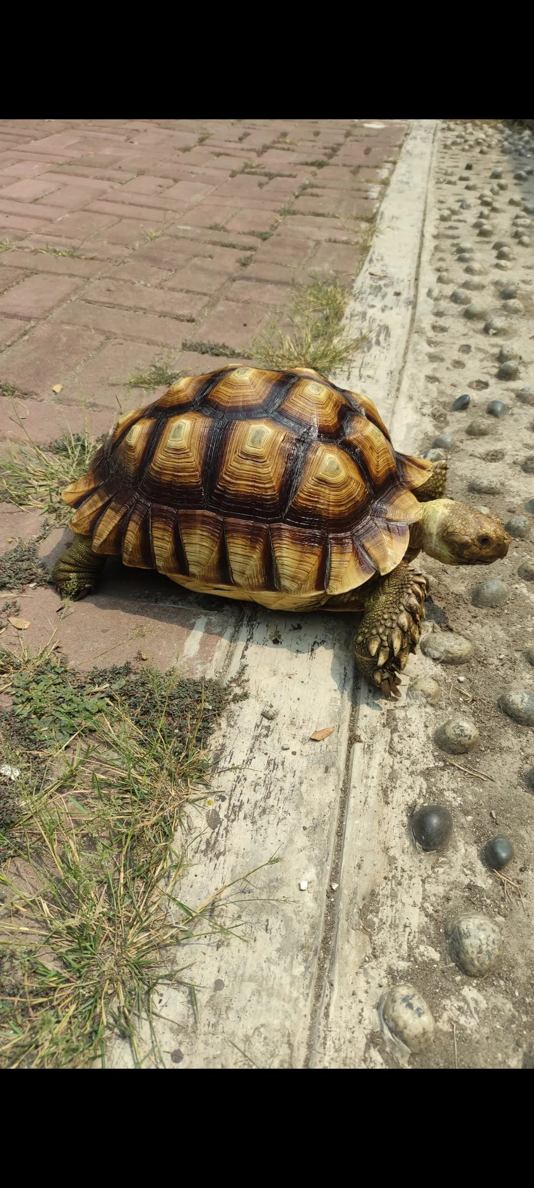 SULCATA TORTOISE / BETINA 33cm