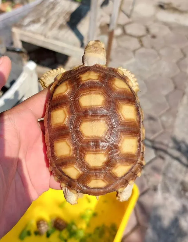 Kura-kura Sulcata