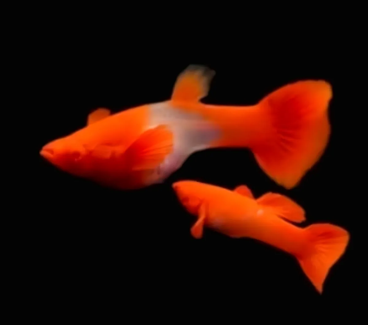 Albino Koi Red Ear Pair