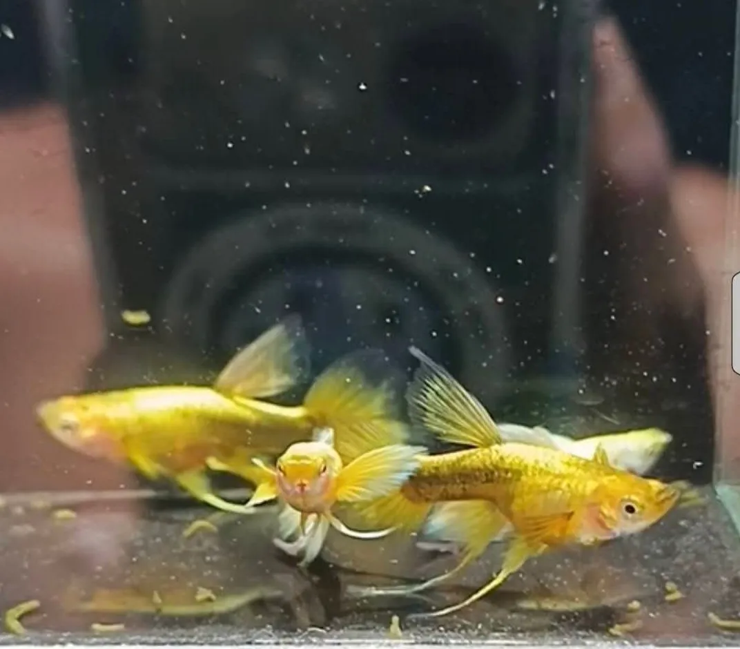 Full Gold Long Ear Ribbon Fin C