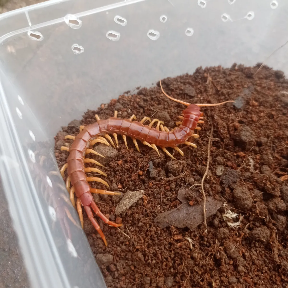 Red Celebes (red-yellow)
