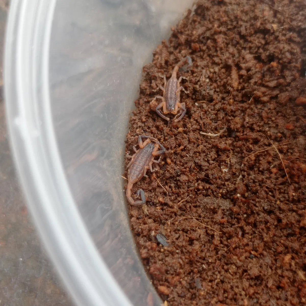 Scropling Lychas Scutilus 2i