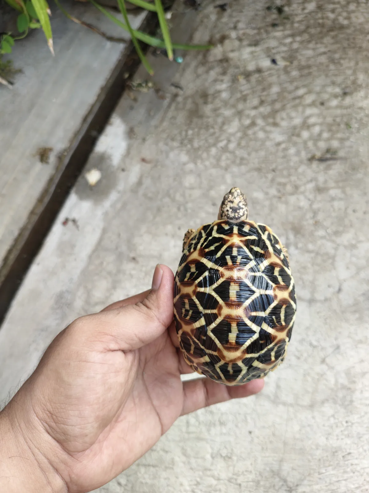 Kura kura Indian Star Betina