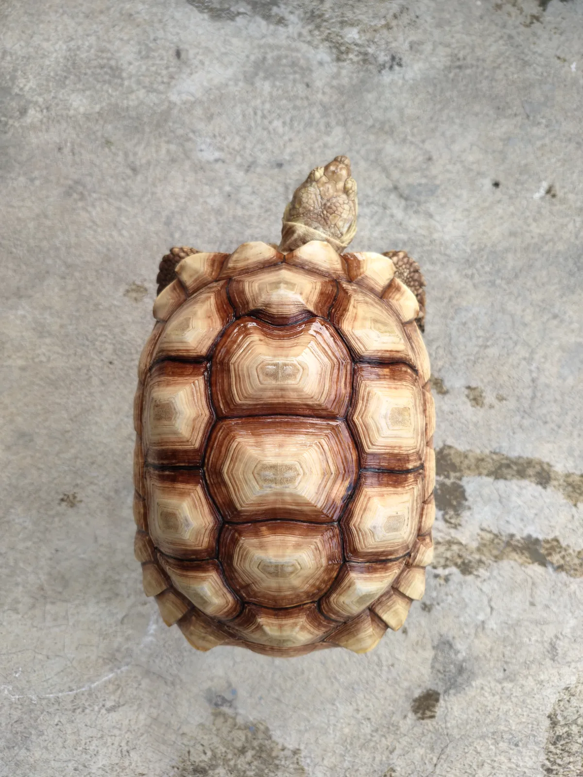 Kura kura sulcata betina calon indukan mewah