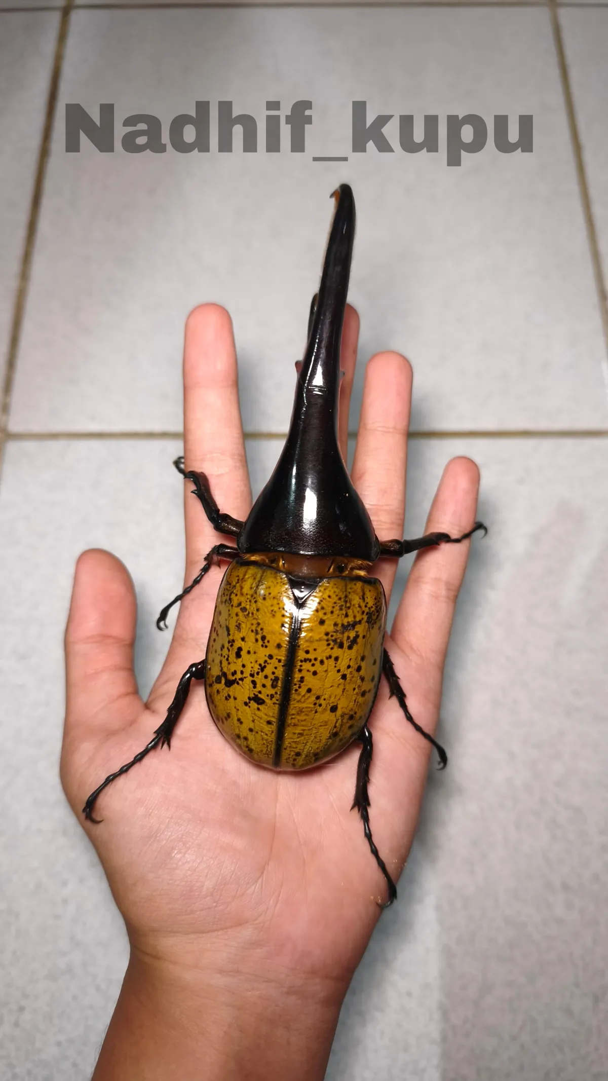 Hercules beetle