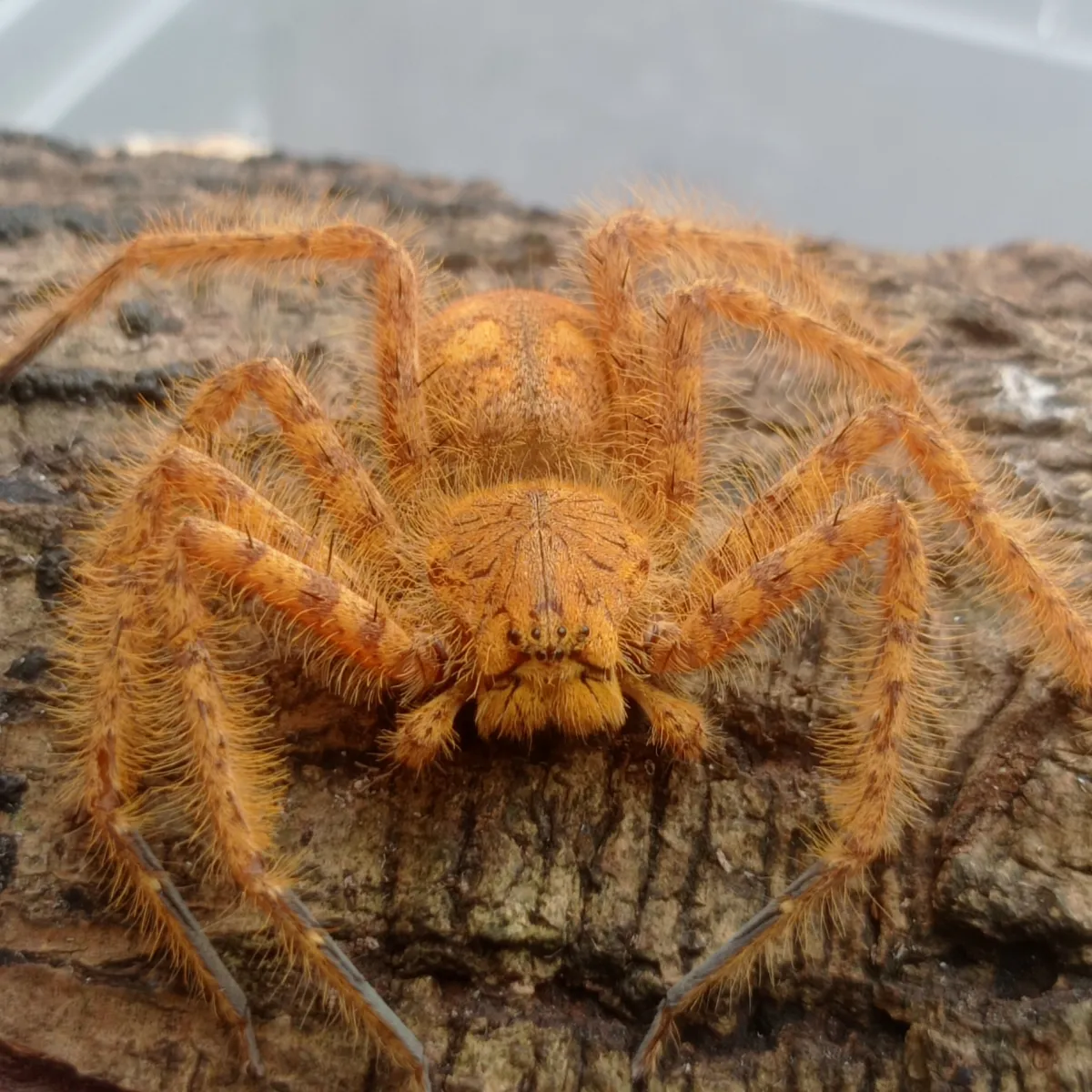 Davidbowie Huntsman SP Sumatra