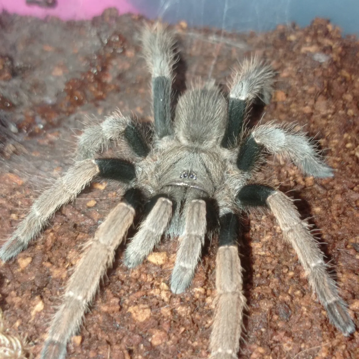 Tarantula Cormiochnemis Kotacana SP Sumatra