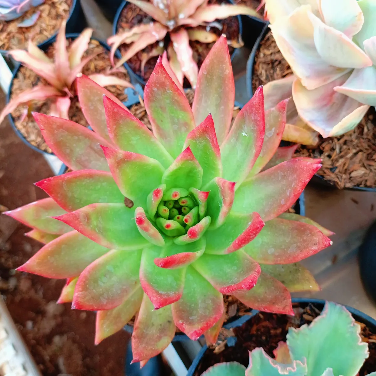 Crassulaceae