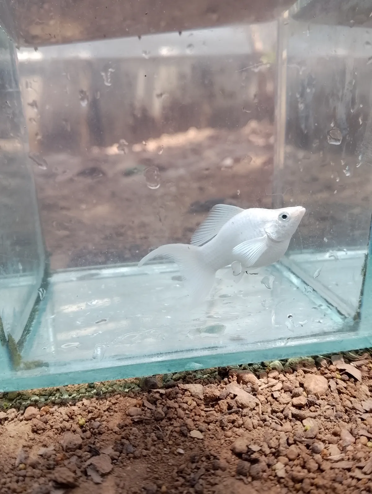 IKAN MOLY BALON PLATINUM