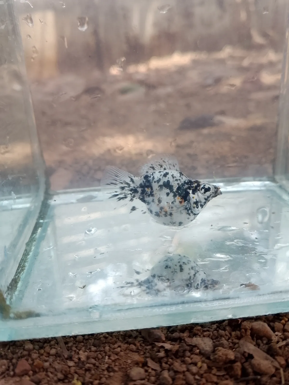 Dalmatian Balloon Molly