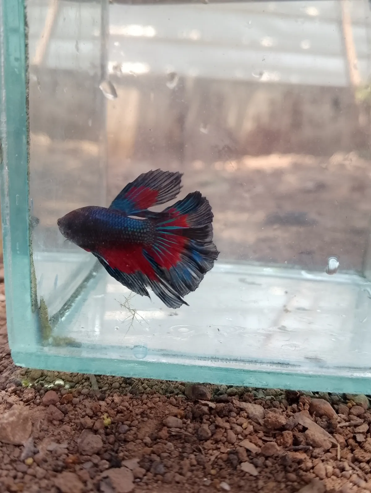 cupang halfmoon