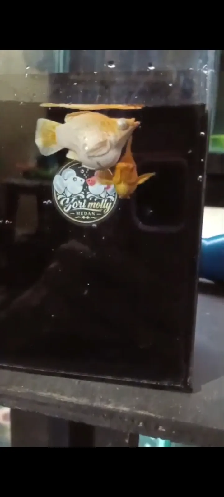 Molly lemon head remaja
