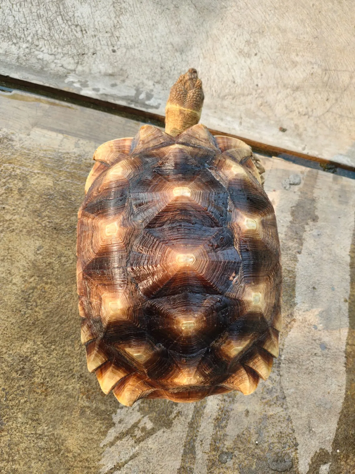 Sulcata Jantan 42cm Siapan Induk