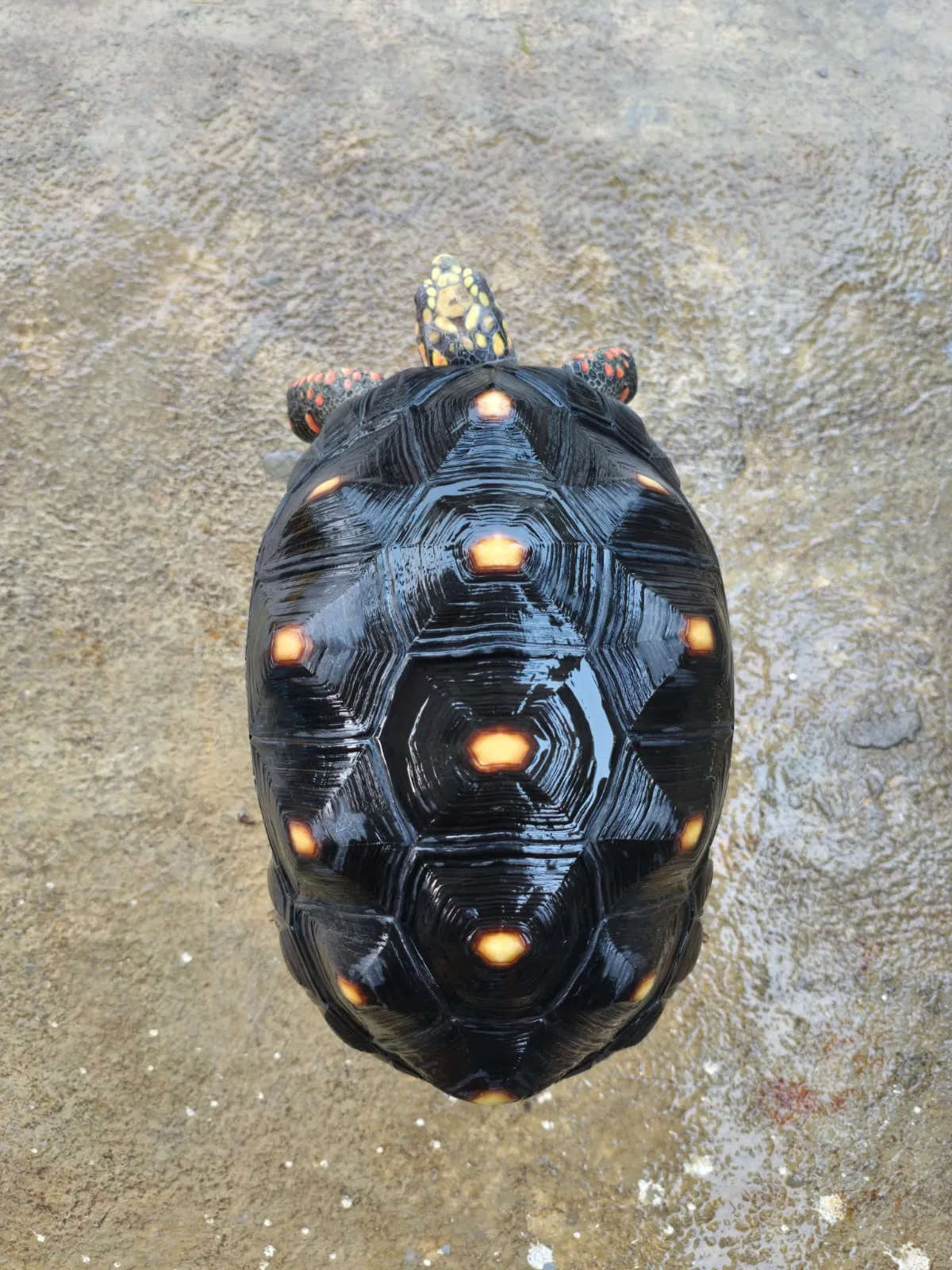 Red Foot Tortoise Betina Size 26cm