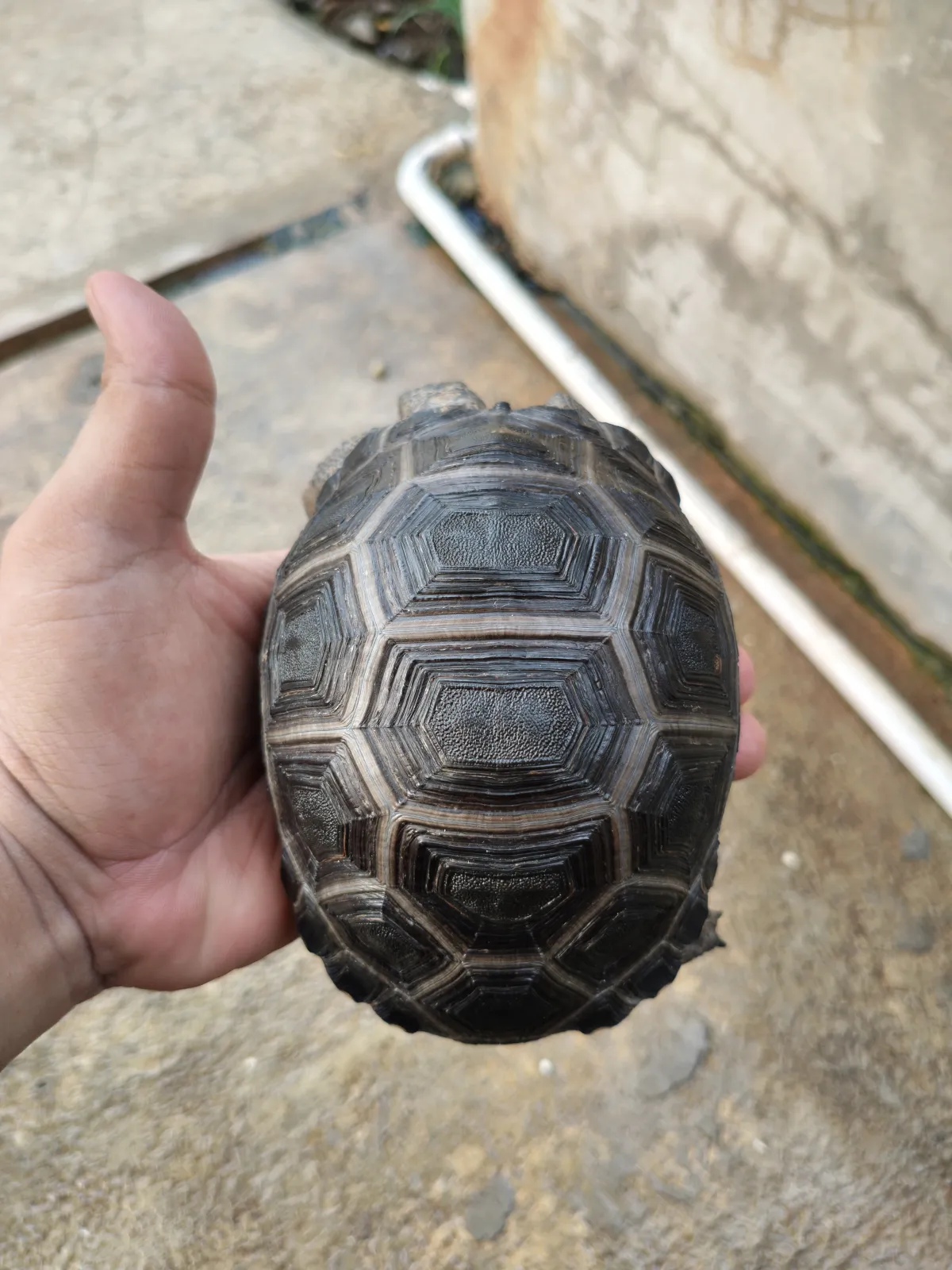 Aldabra Mulus Smooth Cakep 13,5cm